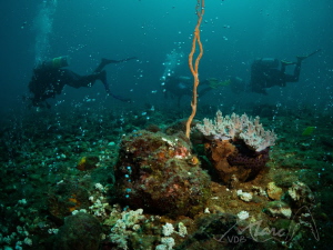 boiling ("feathers" between anilao and puerto gallera) by Marc Van Den Broeck 